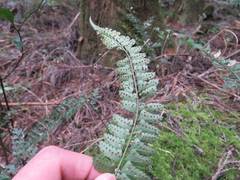 Polystichum hancockii