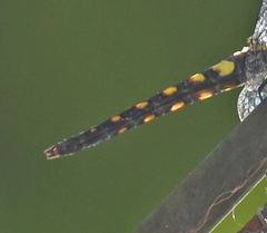 Onychothemis testacea