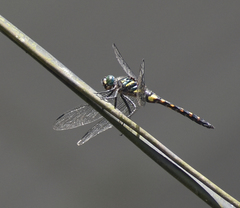 Onychothemis testacea