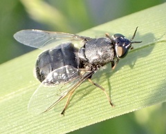 Odontomyia tigrina