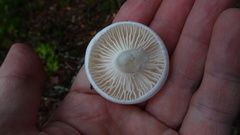 Hygrophorus piceae