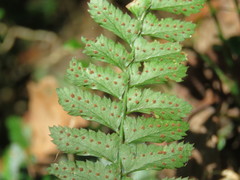 Polystichum hancockii