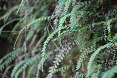 Osmolindsaea odorata