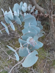 Eucalyptus perriniana
