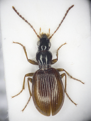 Oxypselaphus obscurus