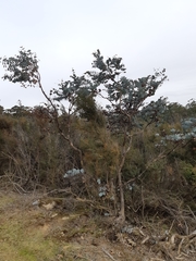 Eucalyptus perriniana