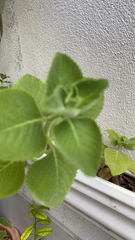 Coleus amboinicus