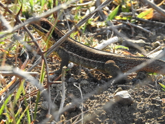 Leiocephalus cubensis