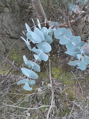 Eucalyptus perriniana