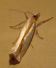 Crambus girardellus