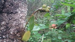 Bulbophyllum coriophorum image