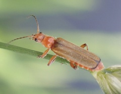 Cantharis pallida