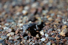 Strophurus ciliaris aberrans