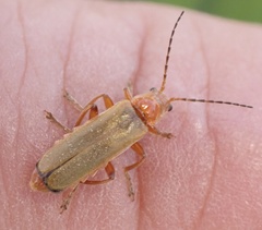 Cantharis pallida