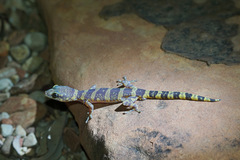Oedura luritja