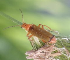 Cantharis pallida