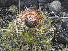 Melocactus curvispinus koolwijkianus