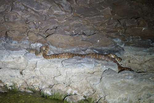 Centralian Carpet Python sighting