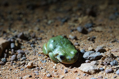 Ranoidea gilleni