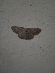 Scopula fibulata