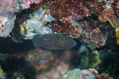 Calloplesiops altivelis