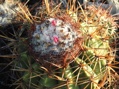 Melocactus curvispinus koolwijkianus