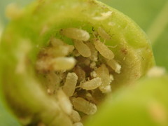 Pemphigus populitransversus