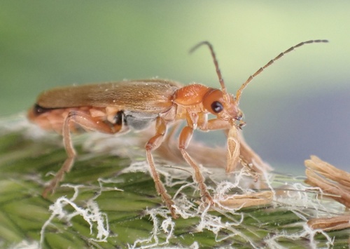 Cantharis pallida