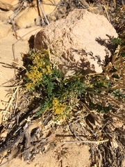 Lomatium parryi