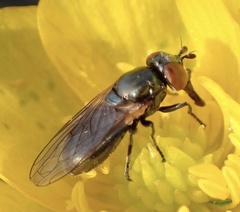 Lejogaster metallina