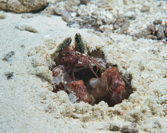 Lysiosquillina maculata