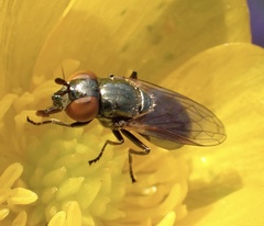 Lejogaster metallina