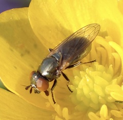 Lejogaster metallina