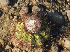 Melocactus curvispinus koolwijkianus