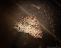 Lithilaria proestans