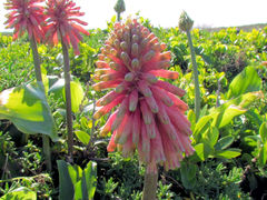 Veltheimia bracteata