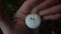 Hygrophorus piceae
