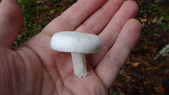 Hygrophorus piceae