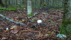 Hygrophorus piceae