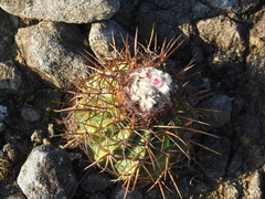 Melocactus curvispinus koolwijkianus