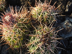 Melocactus curvispinus koolwijkianus