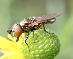 Lejogaster metallina