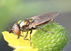 Lejogaster metallina