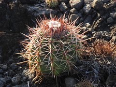 Melocactus curvispinus koolwijkianus