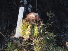 Melocactus curvispinus koolwijkianus