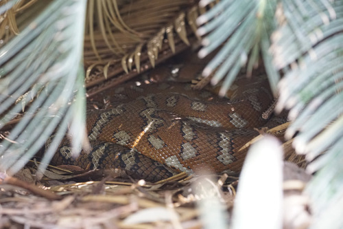 Centralian Carpet Python sighting