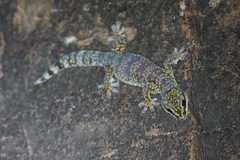 Oedura cincta