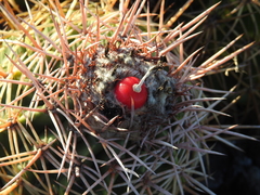 Melocactus curvispinus koolwijkianus