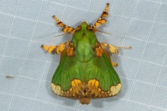 Parasa pastoralis