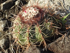 Melocactus curvispinus koolwijkianus